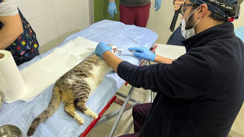 BAĞCILAR’DA 15 BİN 973 SOKAK HAYVANI TEDAVİ EDİLDİ